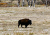 05 - Custer State Park : Custer State Park